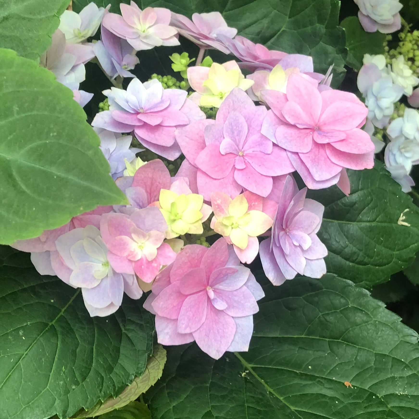 Pink Hydrangea [Pre-Order]